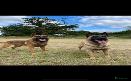 Mixed Breed dogs for sale: German shepherd x Belgian shepherd puppies - Image 11