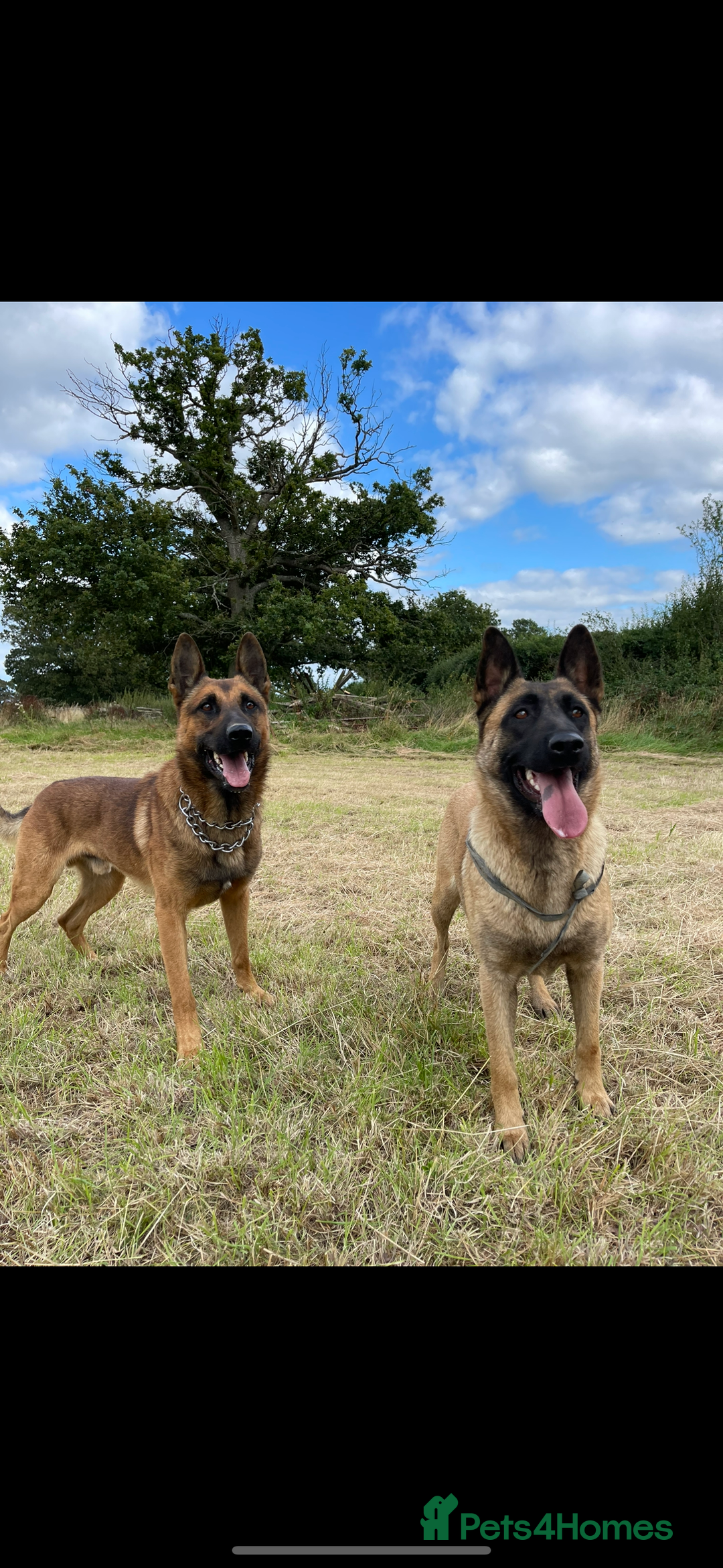 Mixed Breed dogs for sale: German shepherd x Belgian shepherd puppies - Image 11