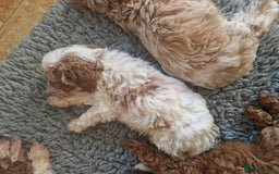 Cavapoo dogs for sale: Beautiful cavapoo puppies - Image 4