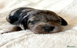 Cockapoo dogs for sale: F1b Miniature Cockapoo Pups Fully Health Tested - Advert 33