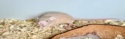 Rat rodents for sale: 5 weeks Adorable & Friendly Baby Fancy Rats - Advert 11