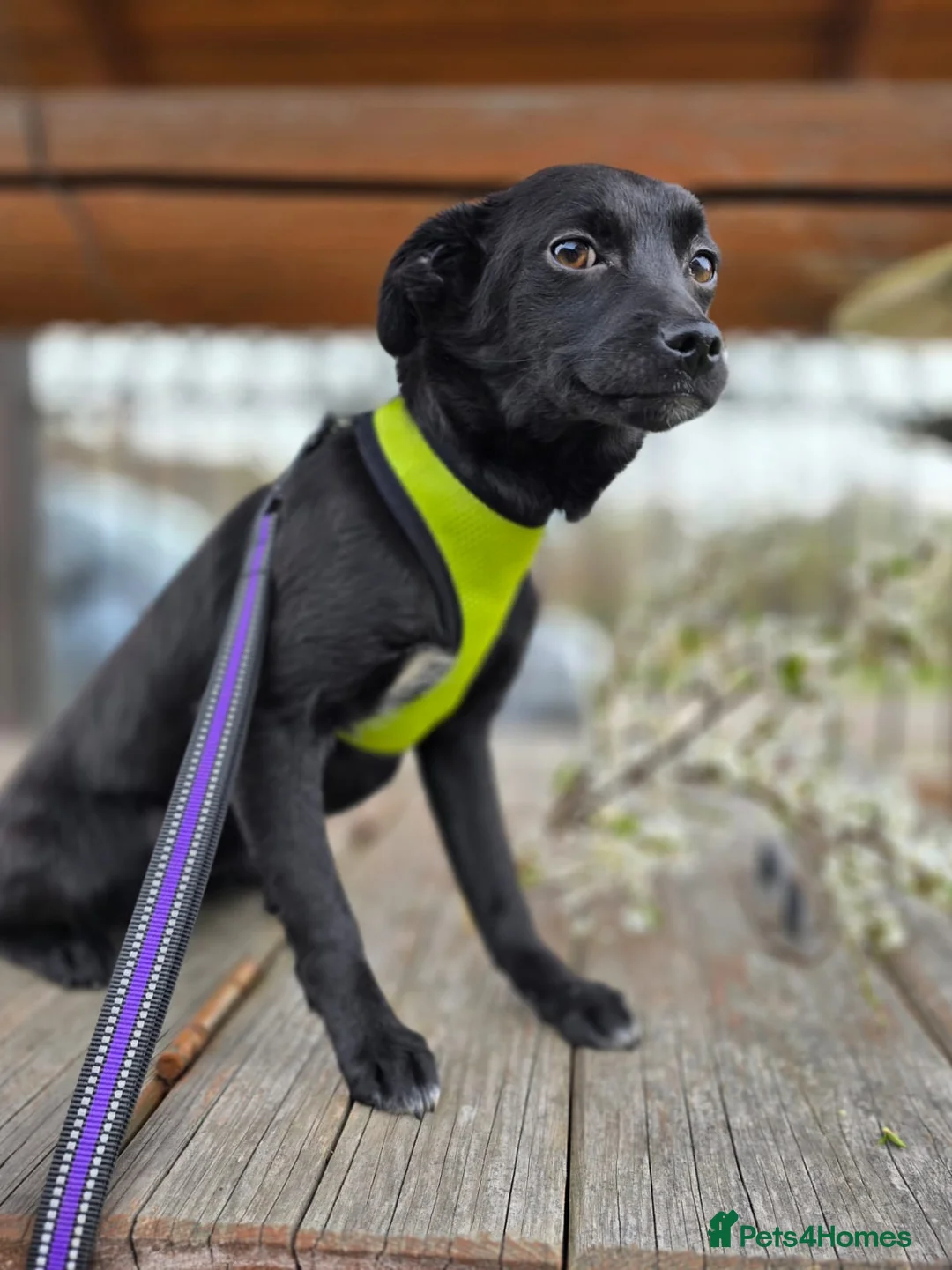 Mixed Breed dogs for adoption: ❤️SOLA❤️Small, 9 months old,Gentle & Affectionate  in Oxford - Advert 1