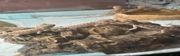 Bearded Dragon reptiles for sale: 20 red monster x lemon bearded dragons  in Boston - Advert 2