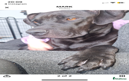 Mixed Breed dogs for sale: Cane corso x staff comes with cage and toys  - Image 5