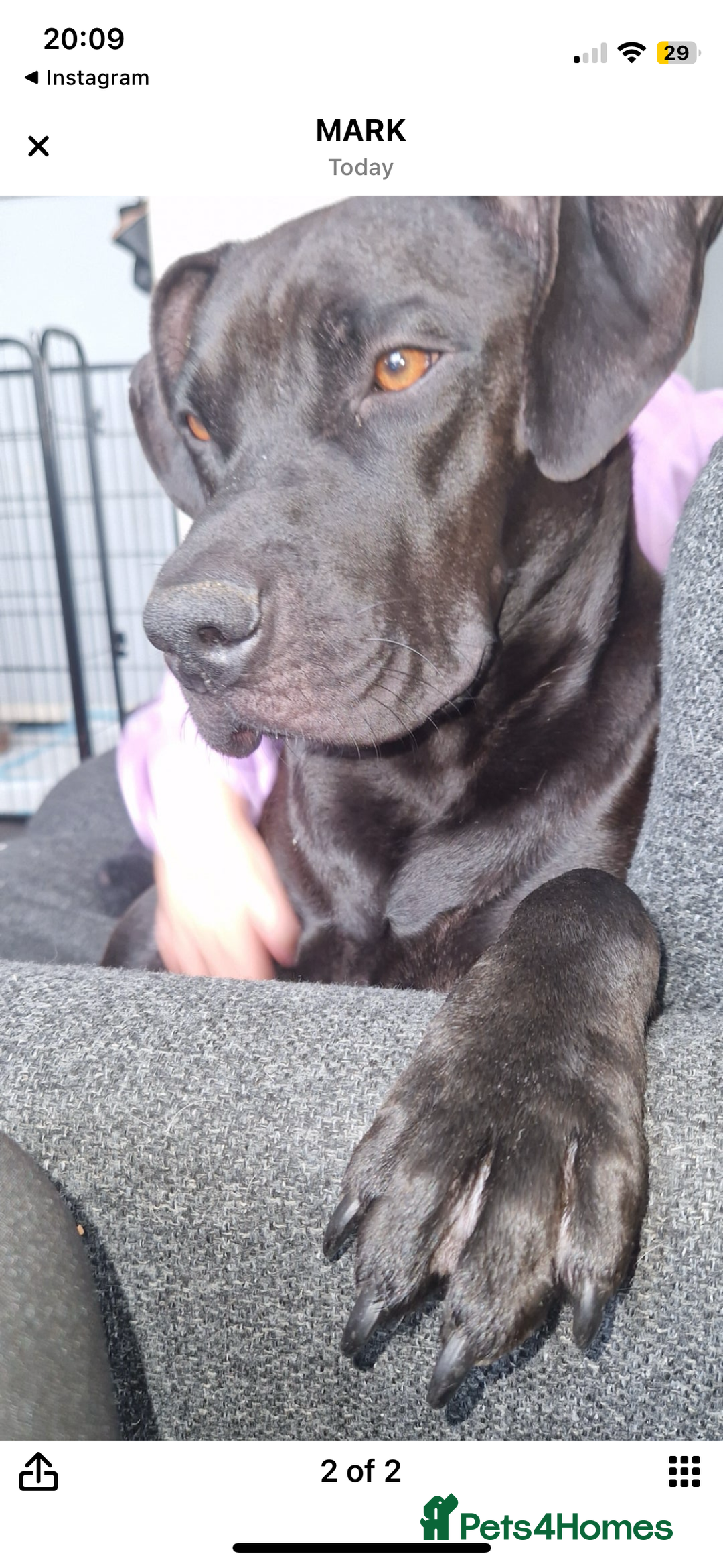 Mixed Breed dogs for sale: Cane corso x staff comes with cage and toys  - Image 5