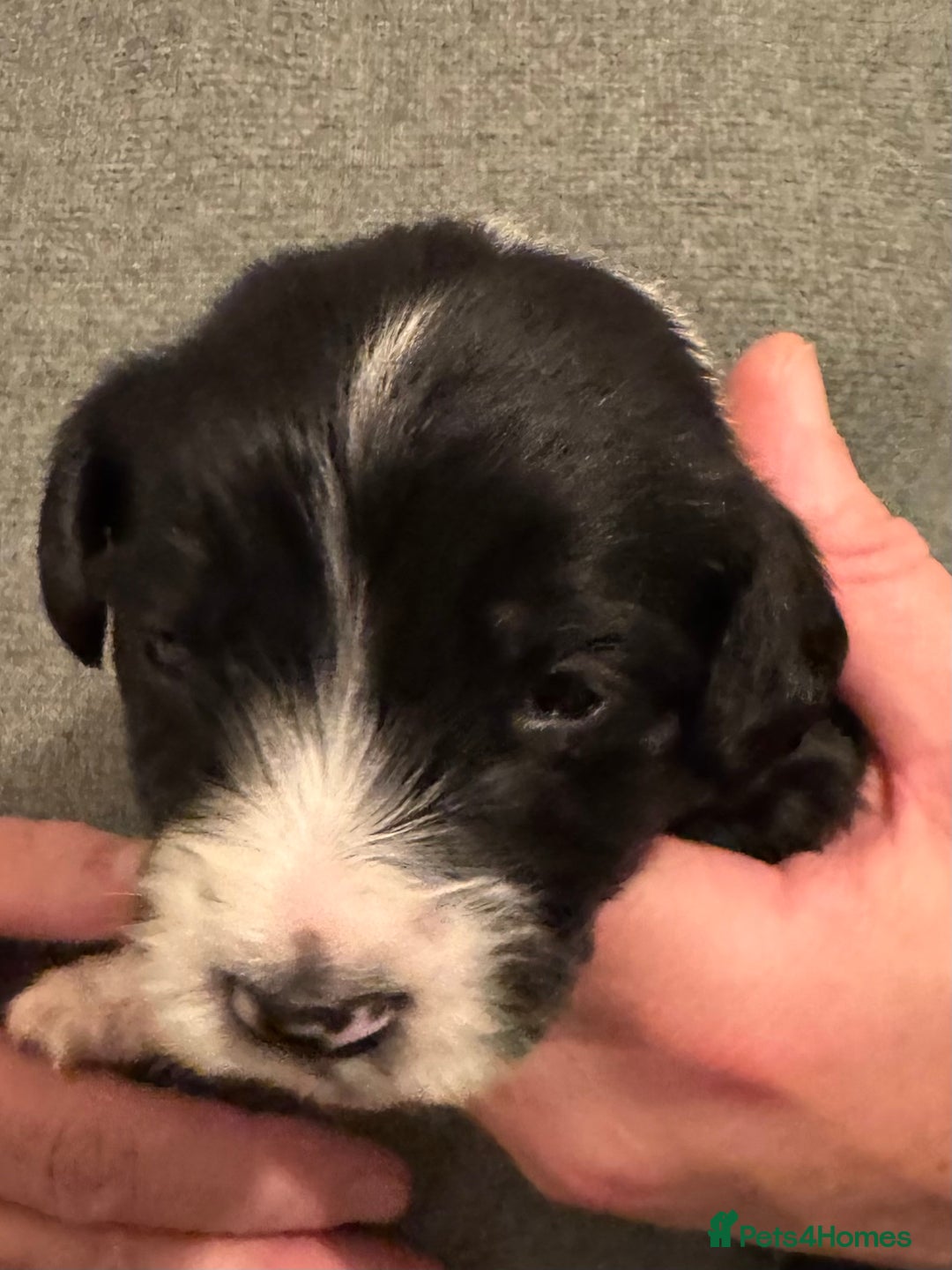 Bordoodle dogs for sale: 🐾 Beautiful Bordoodle Puppies Available 🐾 - Advert 23