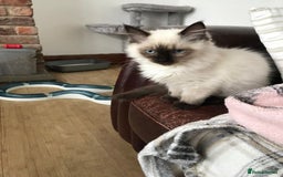 Ragdoll cats for sale: GCCF ragdoll seal point girl - Image 10