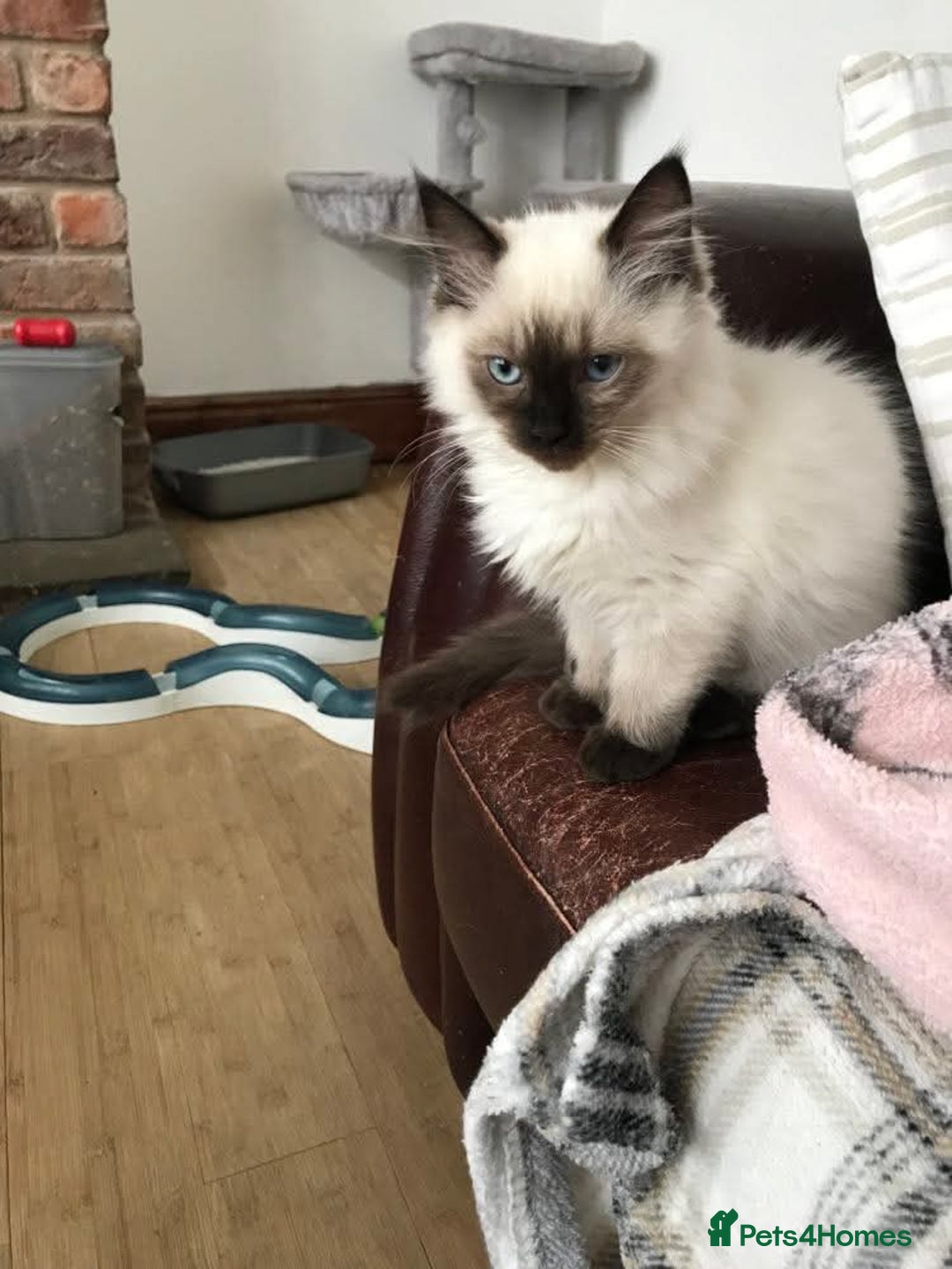 Ragdoll cats for sale: GCCF ragdoll seal point girl - Image 10