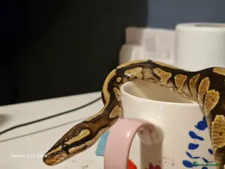 Python Snake reptiles Ball python for sale with vivarium - Advert 1