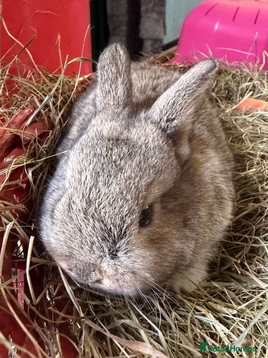 Mixed Breed rabbits for sale: 🐰 3X Plush Bunnies 🐰  - Advert 3