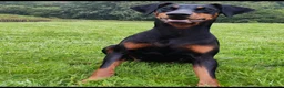 Dobermann dogs for sale: Beautiful Rotterman pups Doberman X Rottweiler - Advert 10