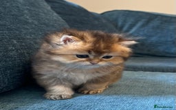 British Longhair cats for sale: Rare Golden Shaded British Longhair Girl Teddy  - Image 7
