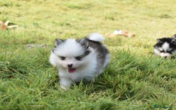 Pomsky dogs for sale: Genuine Toy Size Pomskies - Image 20