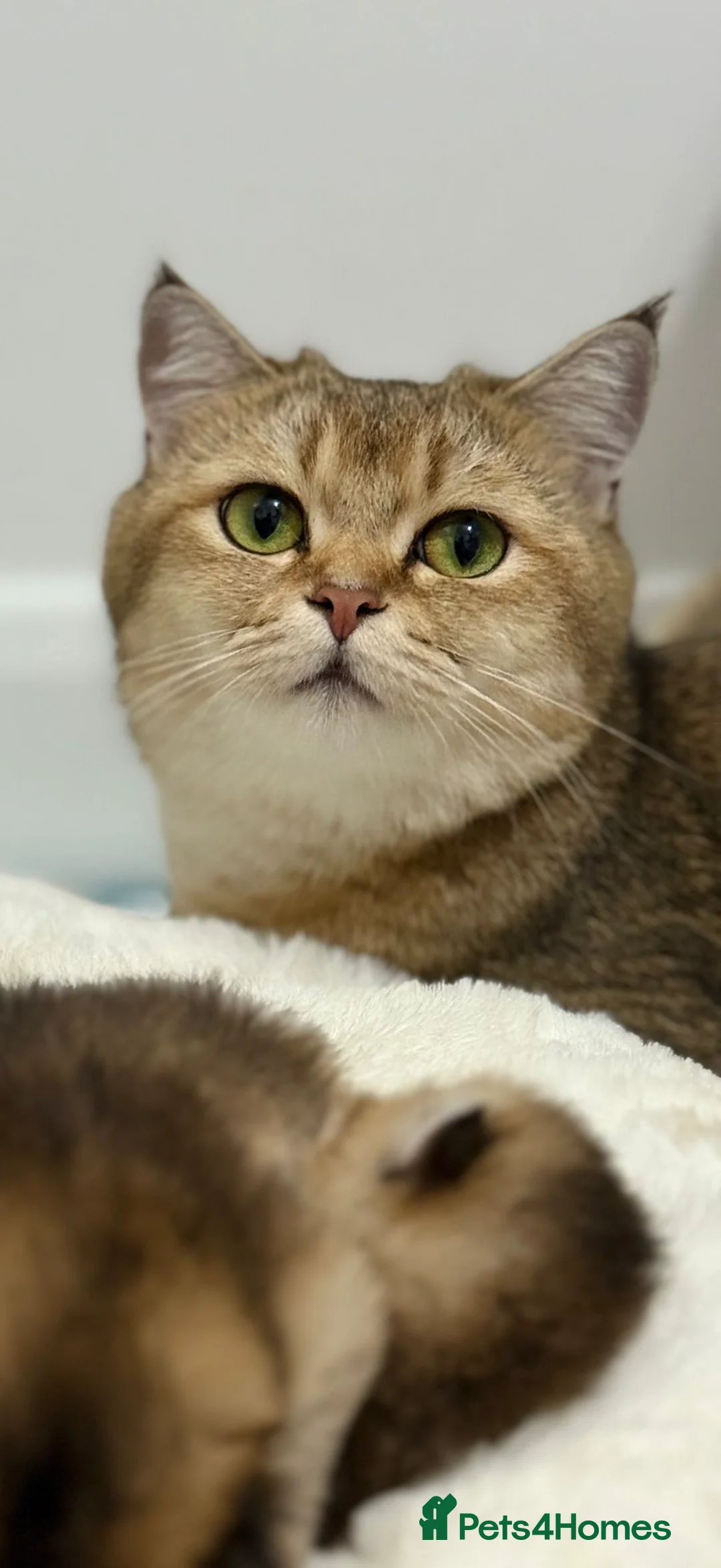 British Shorthair cats for sale: BRİTİSH SHORTHAİR 10 MONTHS - Advert 6