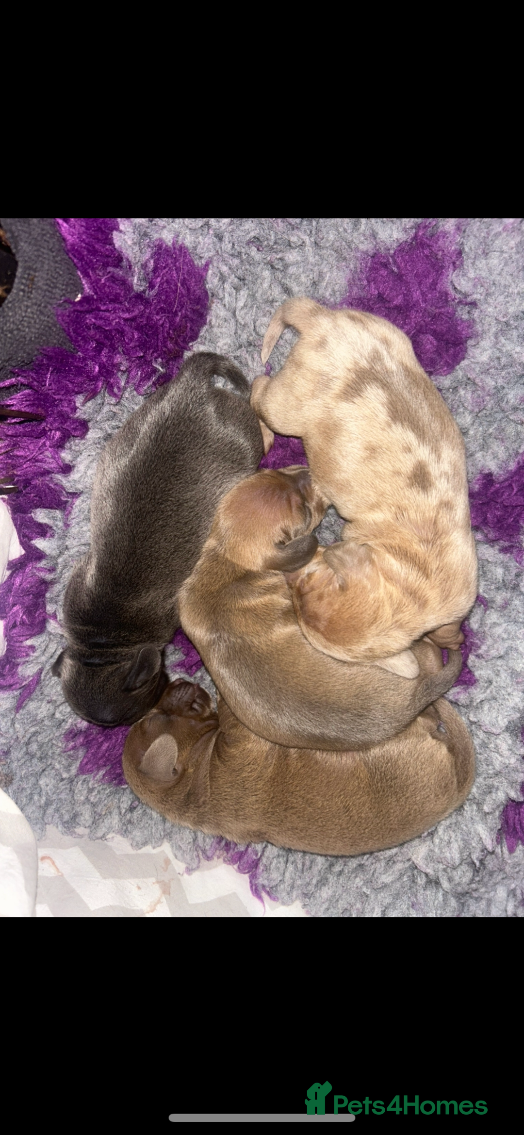 Miniature Dachshund dogs for sale: Tiny miniature kc dachshunds  - Image 4