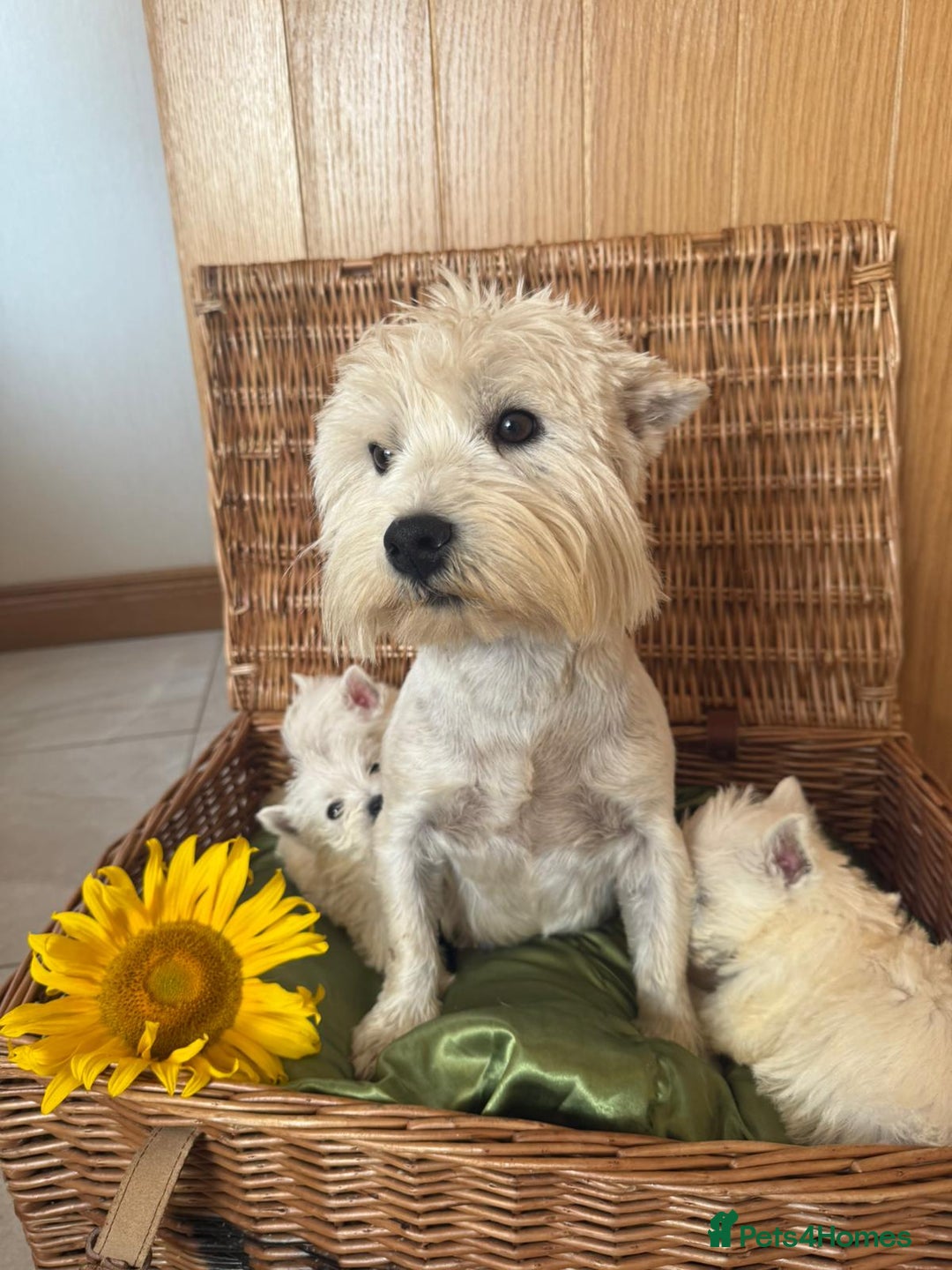West Highland Terrier dogs for sale: Westie puppies  - Image 11