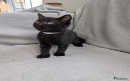 Ragdoll cats for sale: Tabby or black Ragdoll x kittens - Image 38
