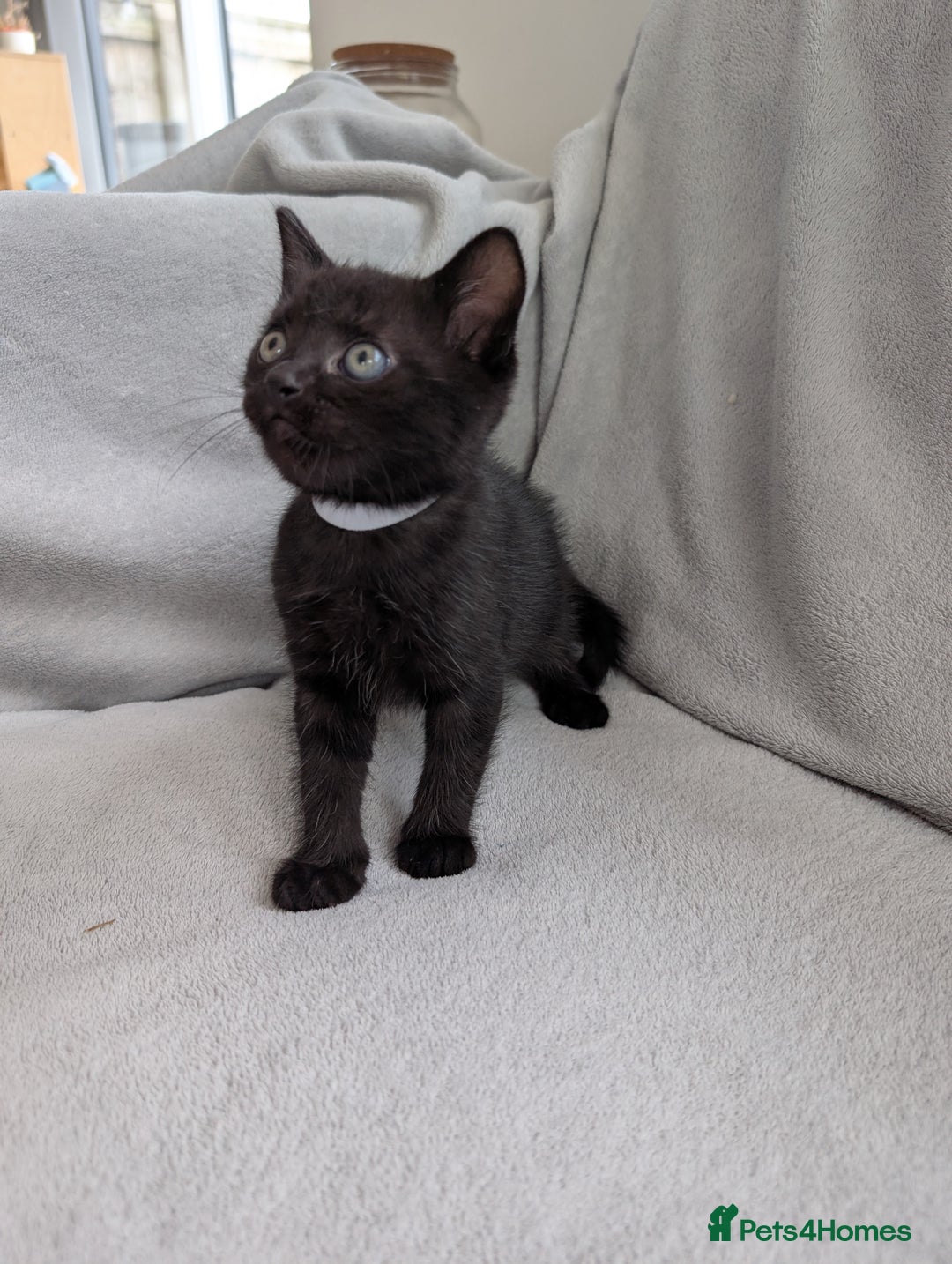 Ragdoll cats for sale: Tabby or black Ragdoll x kittens - Image 38