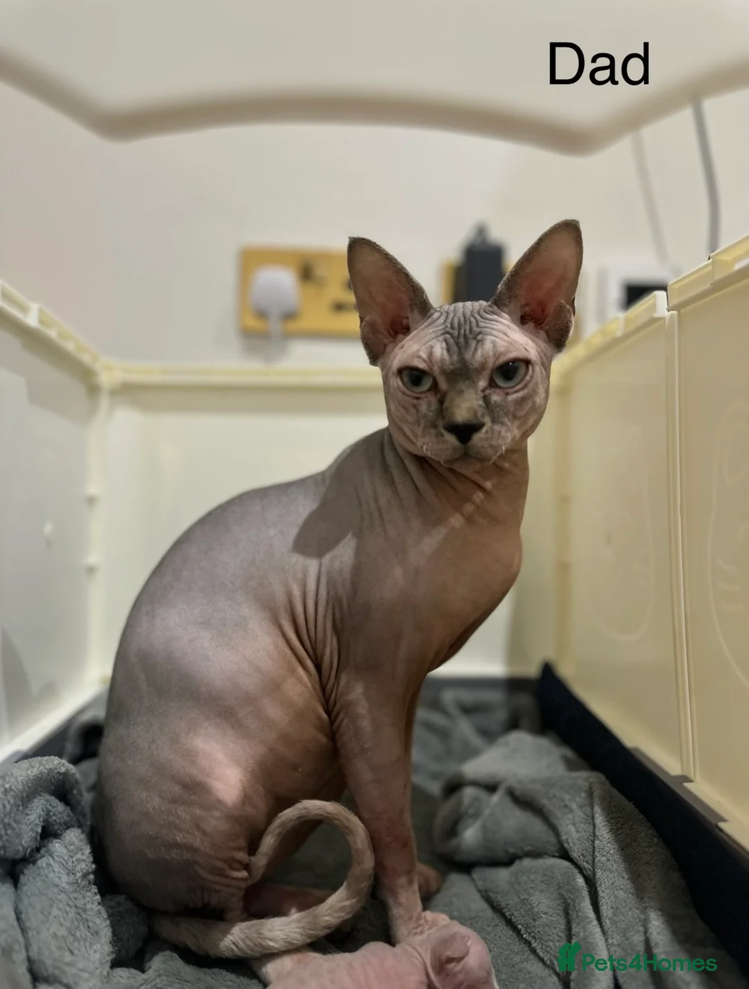 Sphynx cats for sale: Beautiful sphynx kittens from a mum and dad home - Advert 5