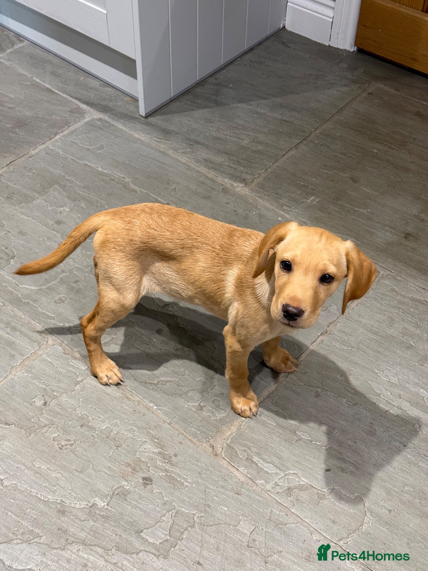 Labrador Retriever dogs MALE Yellow Labrador Puppy - Advert 2