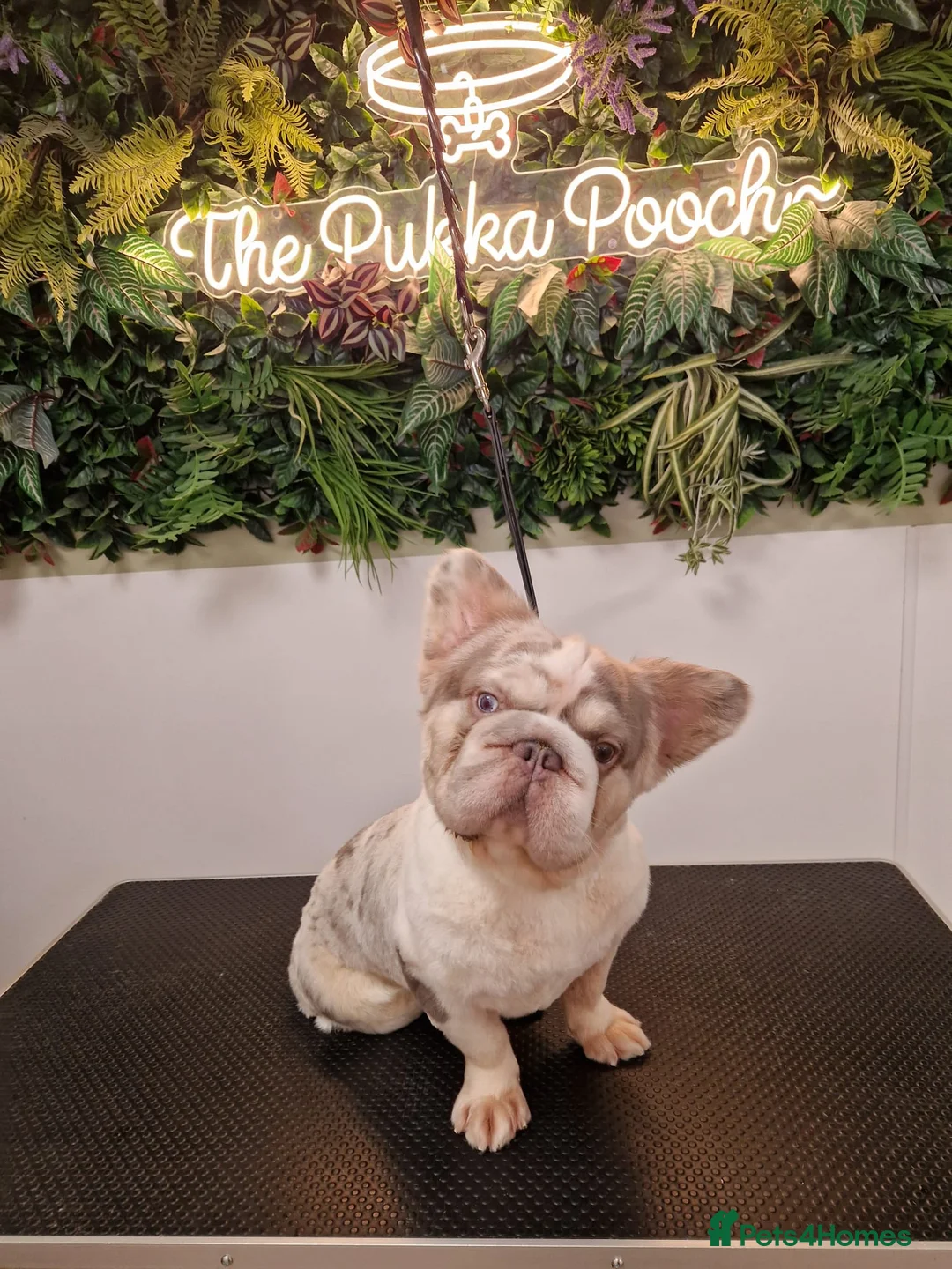 French Bulldog dogs for stud: Lilac Merle fluffy french bulldog for stud  in Portsmouth - Advert 2