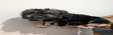 Mixed Breed 4