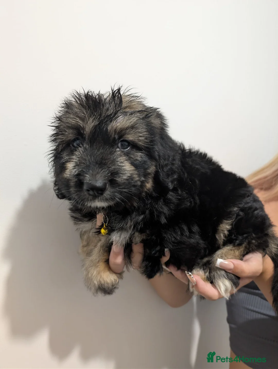 Mixed Breed dogs for sale: Beautiful German shepherd x sproodle pups  - Advert 2