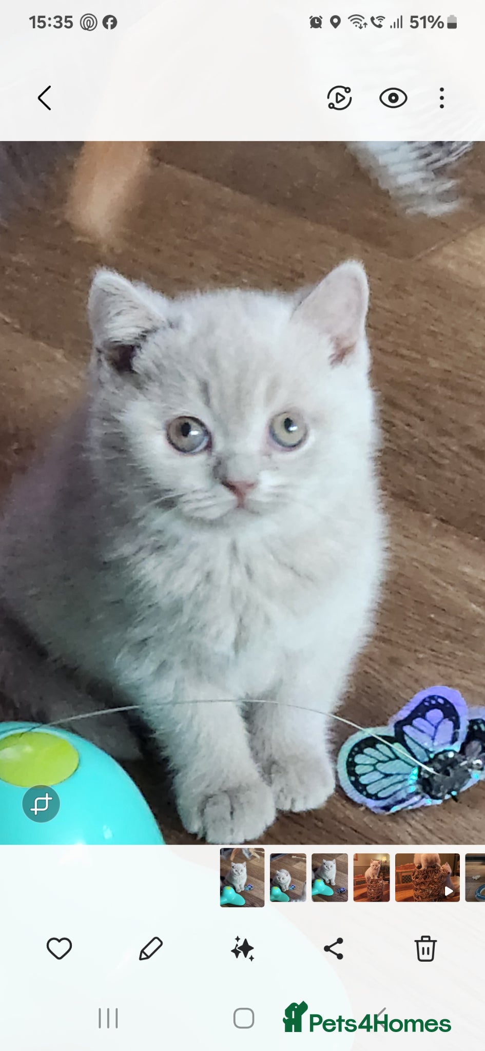 British Shorthair cats for sale: Gorgeous Fawn British shorthair  - Advert 1