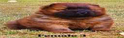 Chow Chow dogs for sale: Crufts and European champions litter  - Advert 21