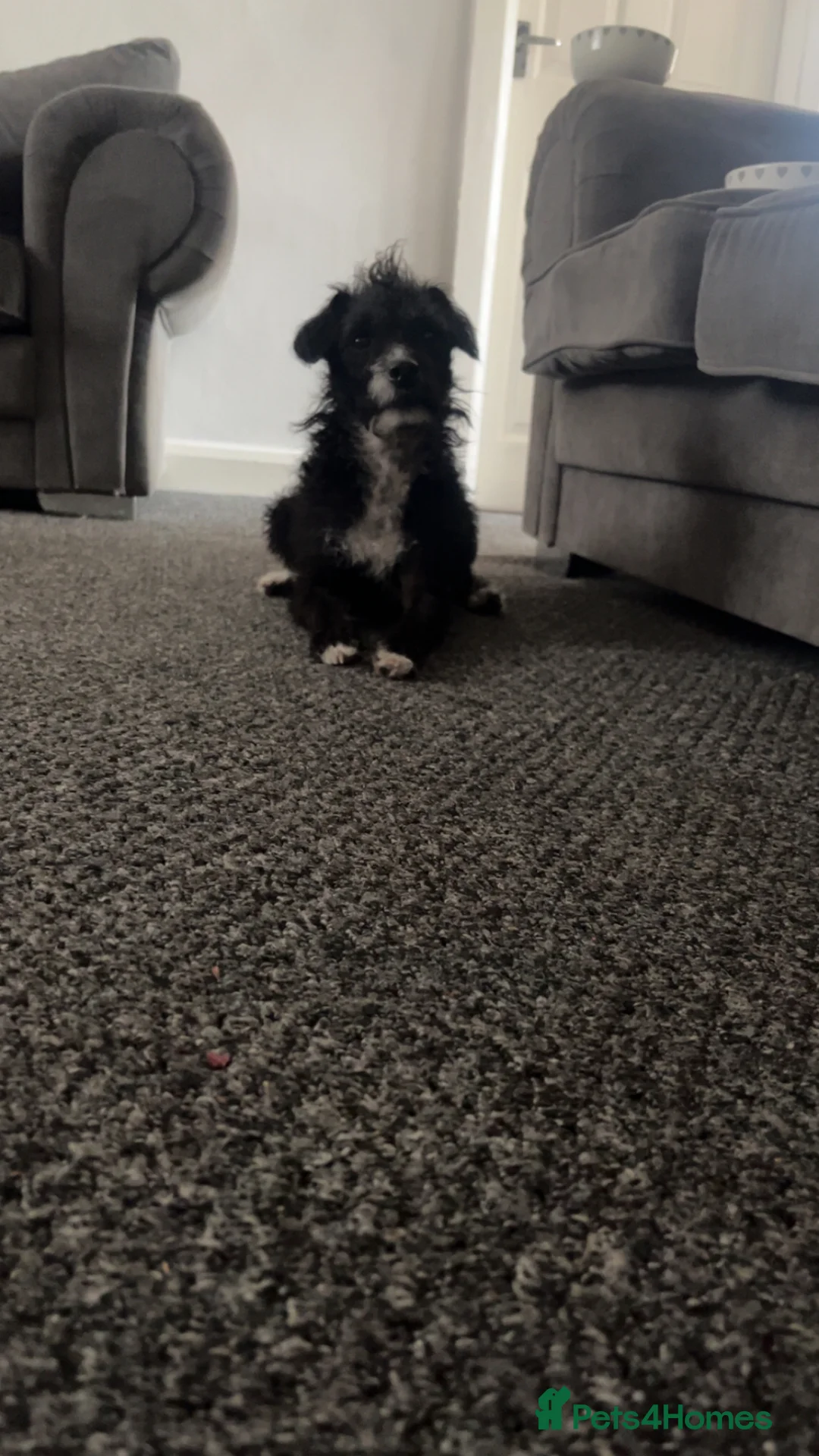 Jackapoo dogs for sale: Female jackapoo  - Advert 1