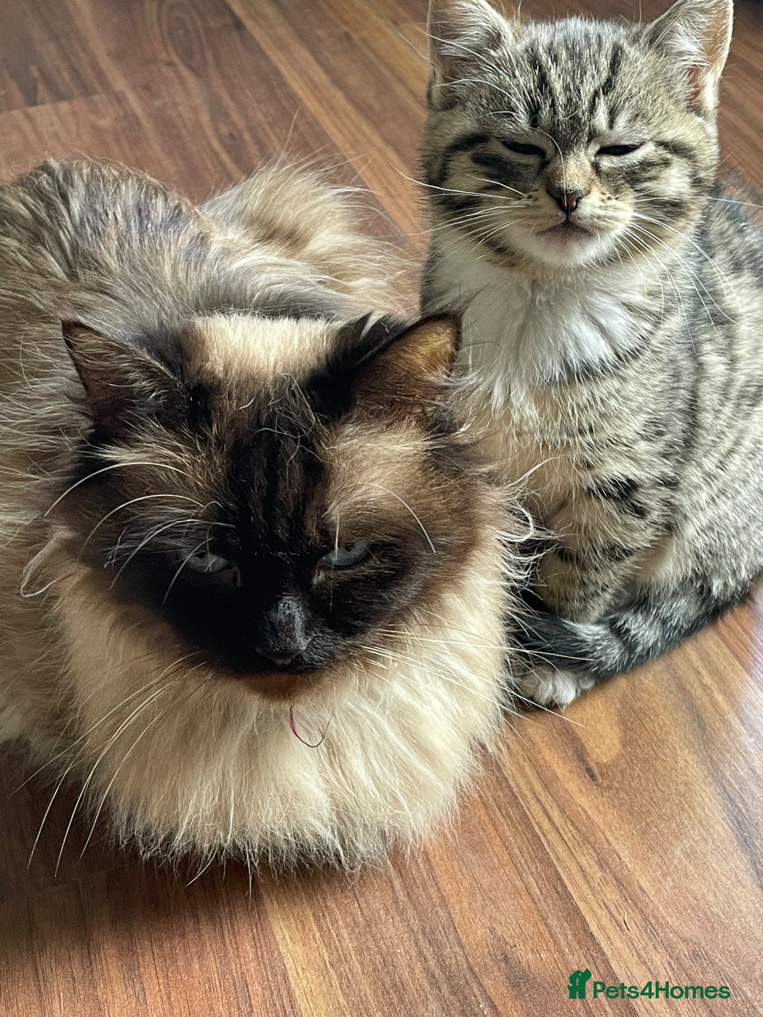 Mixed Breed cats Ragdoll/tabby mix - Advert 8