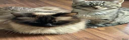 Mixed Breed cats for sale: Ragdoll/tabby mix in Shipley - Advert 1
