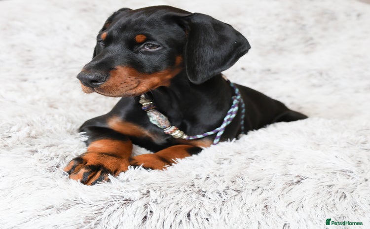 Dobermann dogs - Advert 2