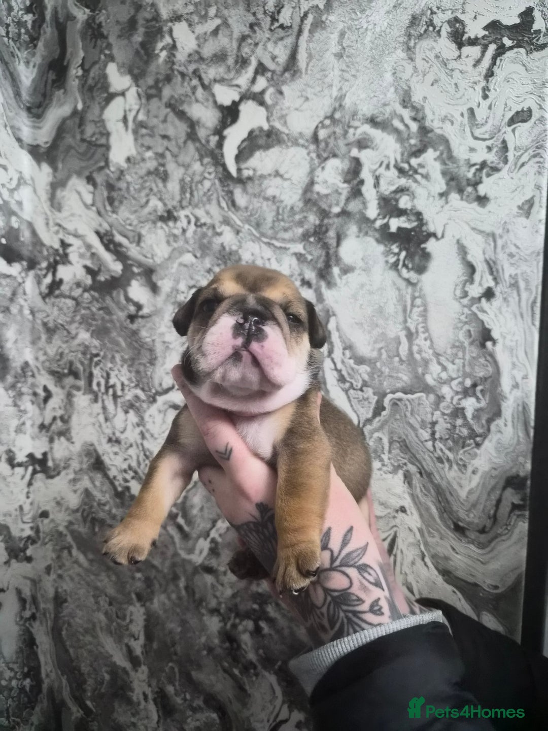 English Bulldog dogs for sale: English bulldog puppies  - Advert 8