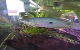Gouramis fish for sale: Blue Three Spotted Gourimi's Pair - Image 2