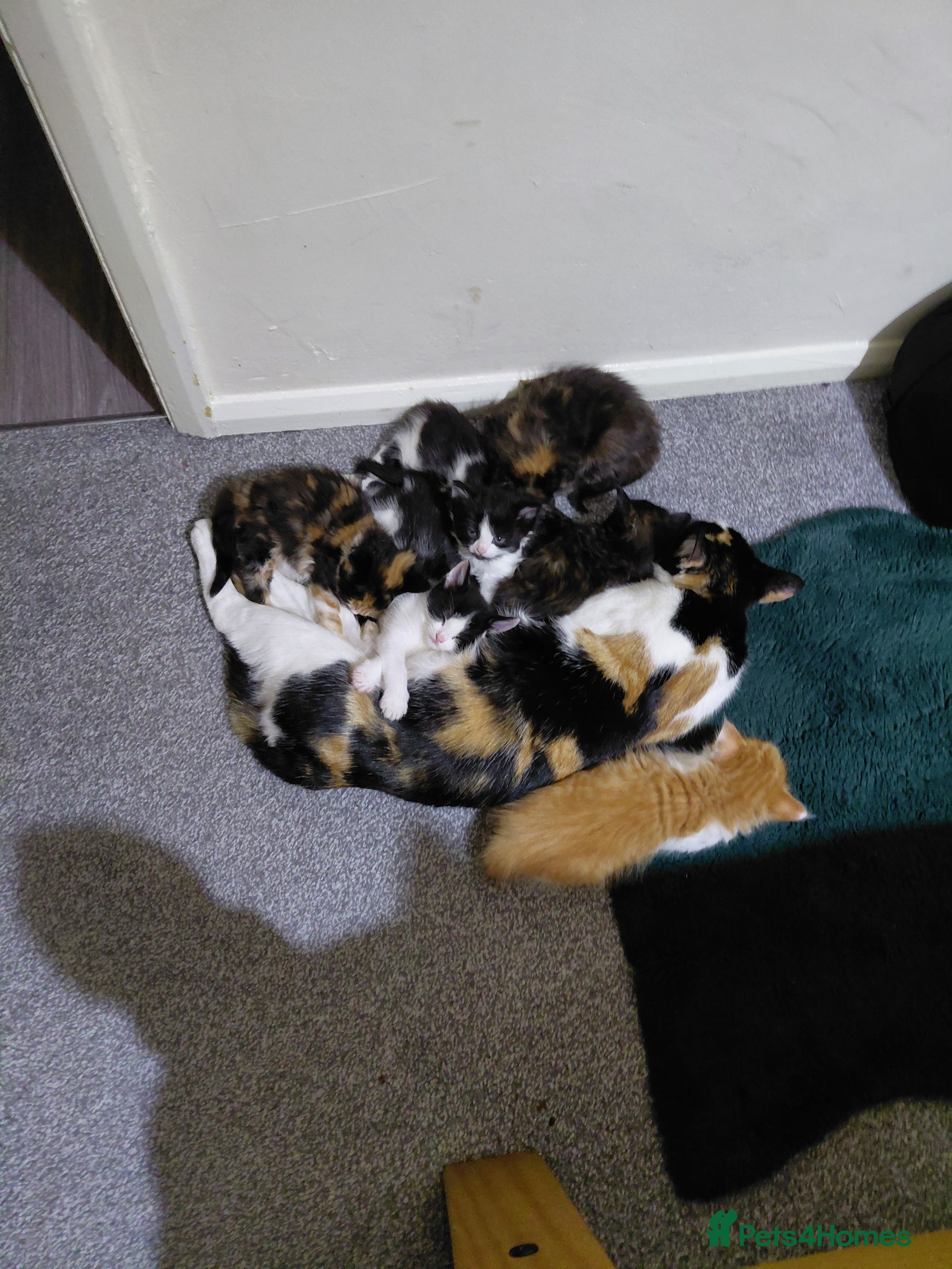 Mixed Breed cats Mixed kittens for sale - Advert 1