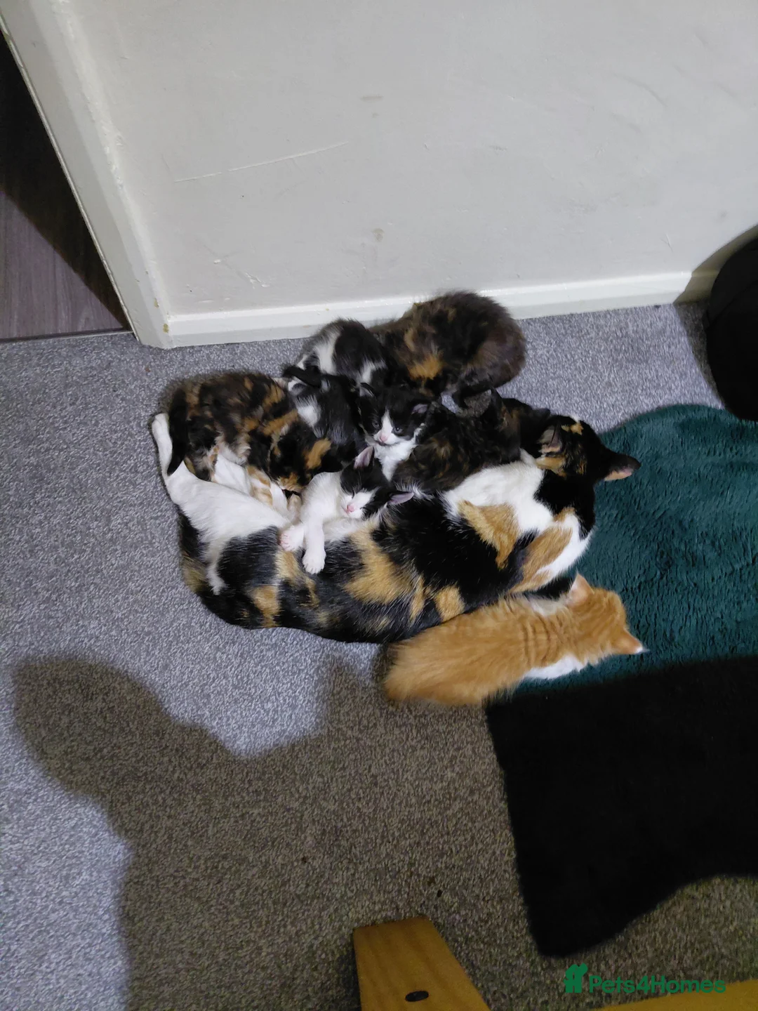Mixed Breed cats for sale: Mixed kittens for sale - Advert 1