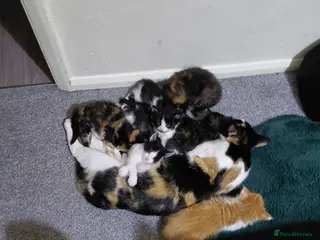 Mixed Breed cats Mixed kittens for sale - Advert 1