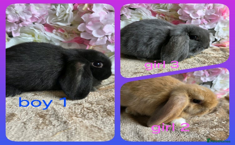 Mini Lop rabbits - Advert 5