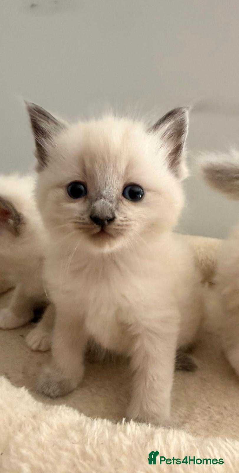 Ragdoll cats GCCF Registered Ragdoll Kittens - Advert 1