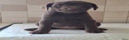 Patterdale Terrier dogs for sale: Strong, healthy, chunky Patterdale Puppies - Advert 12