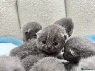 British Shorthair cats BRITISH SHORTHAIR BLOODLINE PEDIGREE - Advert 14