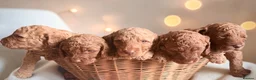 Cockapoo dogs for sale: Extensively health checked cockapoo puppies   - Advert 7
