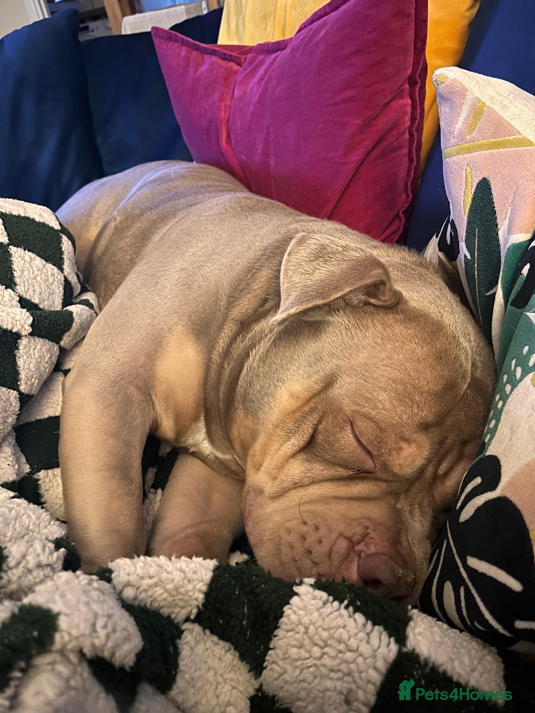 American Bully dogs for sale: Bruce - Advert 7