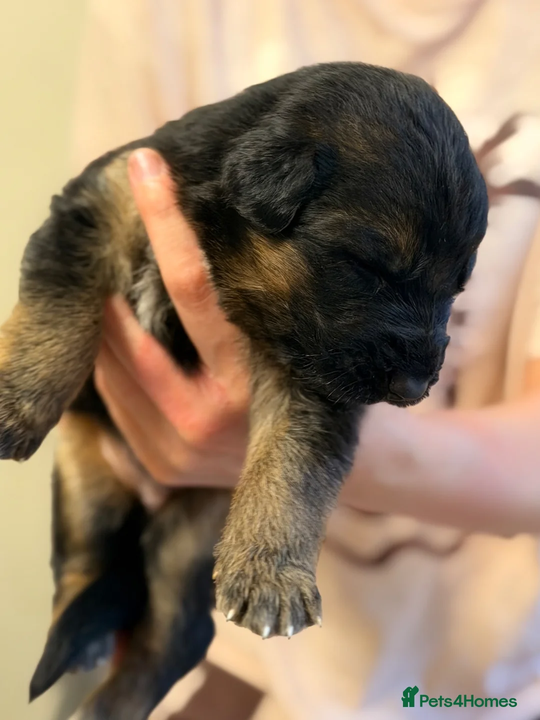 German Shepherd dogs for sale: 🐾 KC Registered German Shepherd Puppies 🐾 in Kirkcaldy - Advert 2