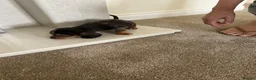 Dachshund dogs for sale: Miniature Dachshunds dapple Puppy’s  - Advert 11