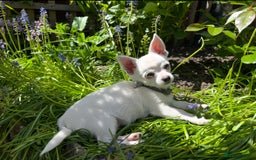 Chihuahua dogs for sale: Chihuahua looking for a forever home  - Image 2