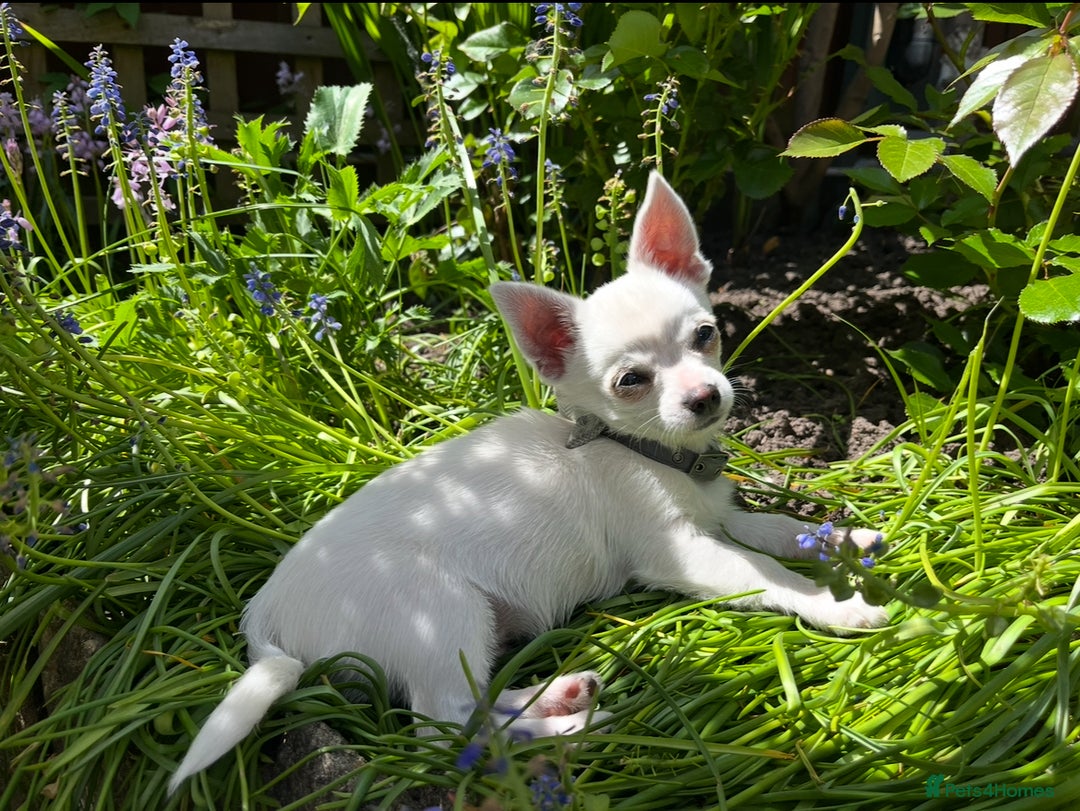 Chihuahua dogs for sale: Chihuahua looking for a forever home  - Image 2