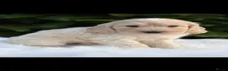 Cockapoo dogs for sale: Cockapoo males and females  - Advert 15
