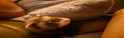 Ferret rodents for sale: Pair of Gills, tame sisters and full setup  - Advert 11